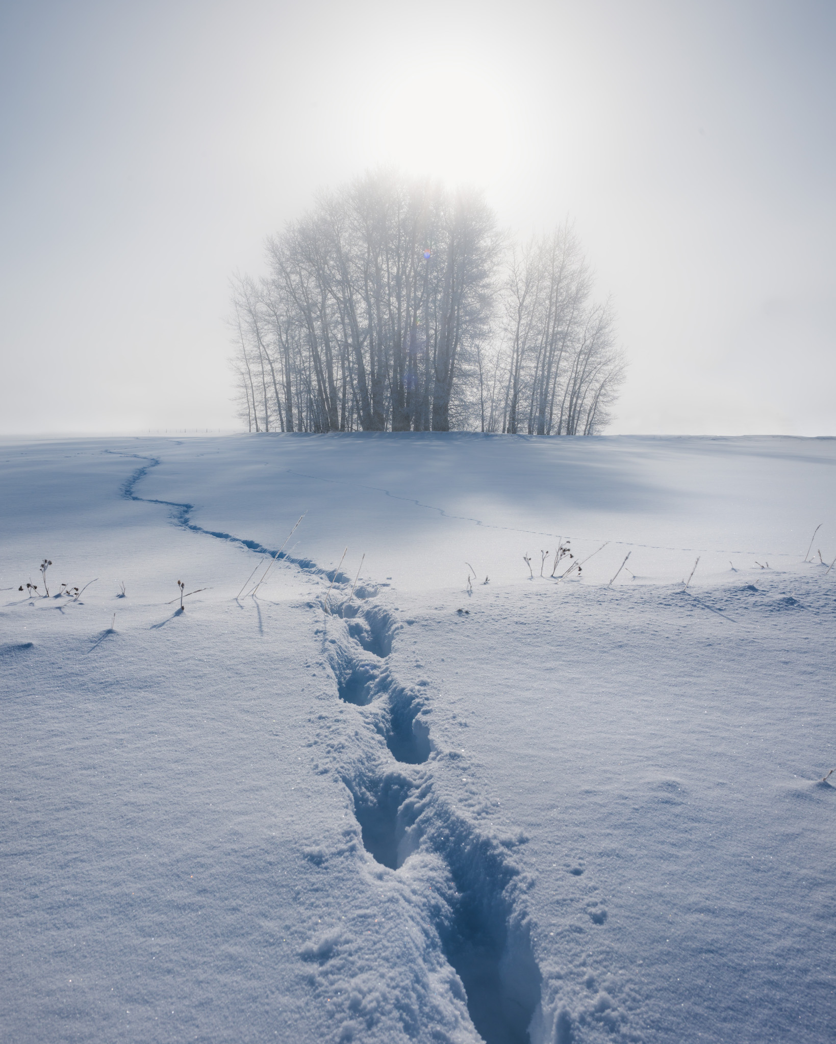 deer-tracks-scott-aspinall