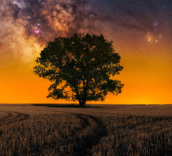Landscape astrophotography in southeast Saskatchewan. The milky way behind a large tree