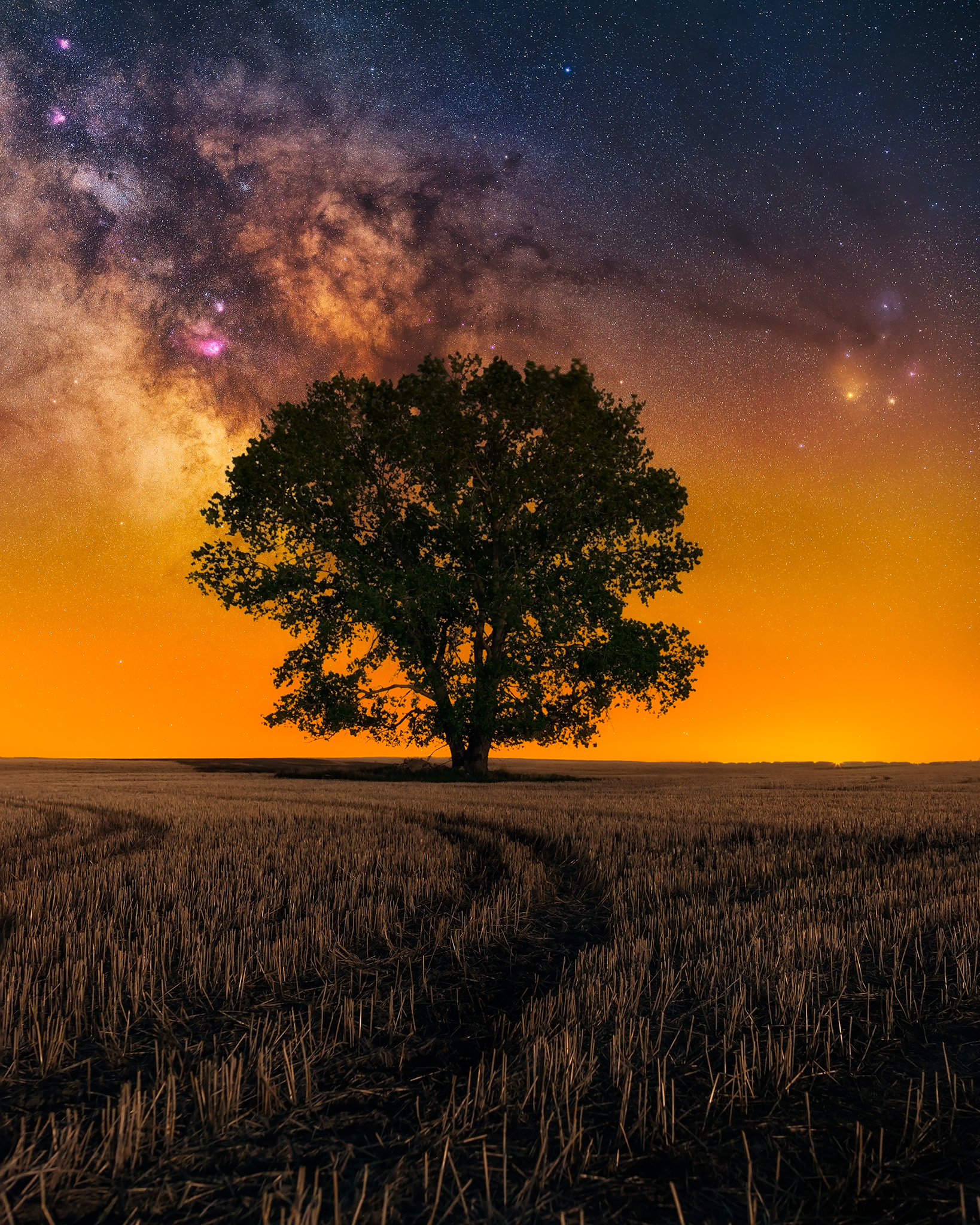 Landscape astrophotography in southeast Saskatchewan. The milky way behind a large tree