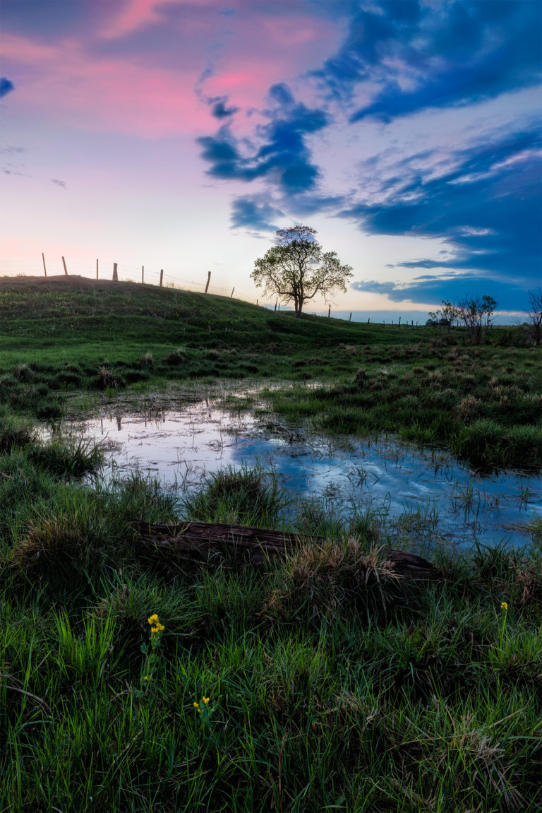 A nature photograph of spring greens in Saskatchewan. Three yellow flowers in the foreground lead through a green scene with a small creek up to a tree