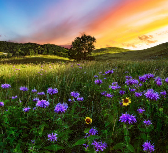 The sun sets behind flowers and a small group of trees in a hilly section of the Saskatchewan landscape.