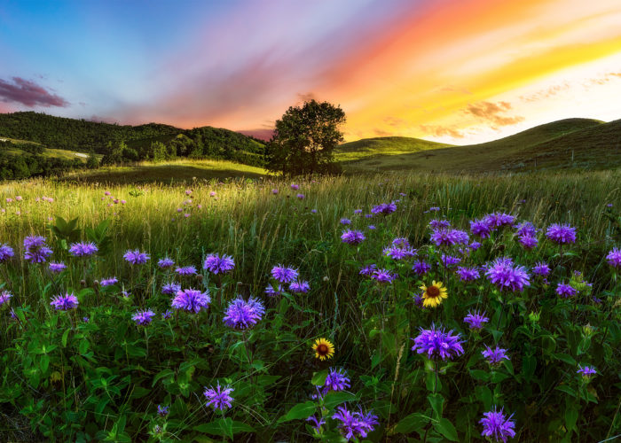 The sun sets behind flowers and a small group of trees in a hilly section of the Saskatchewan landscape.