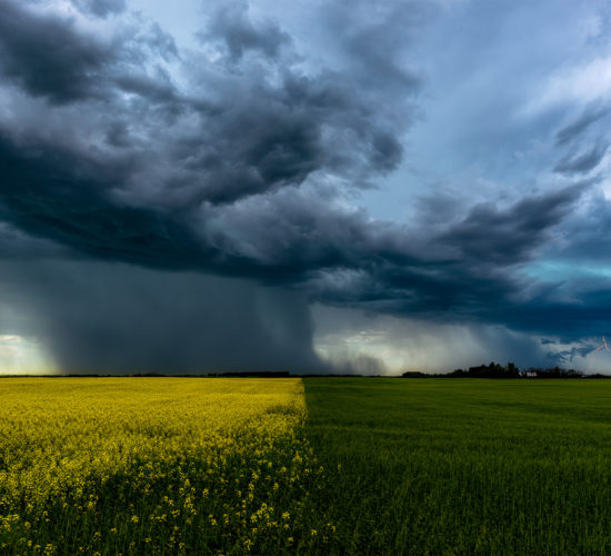 Nature Photography of a canola field in flower on one side, a green wheat field on the other lead to a Saskatchewan storm cloud