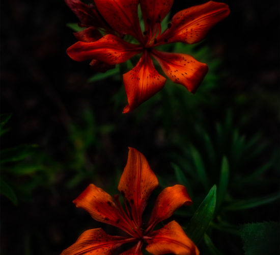 An abstract or close up photograph of a pair of tiger or prairie lillies in Saskatchewan