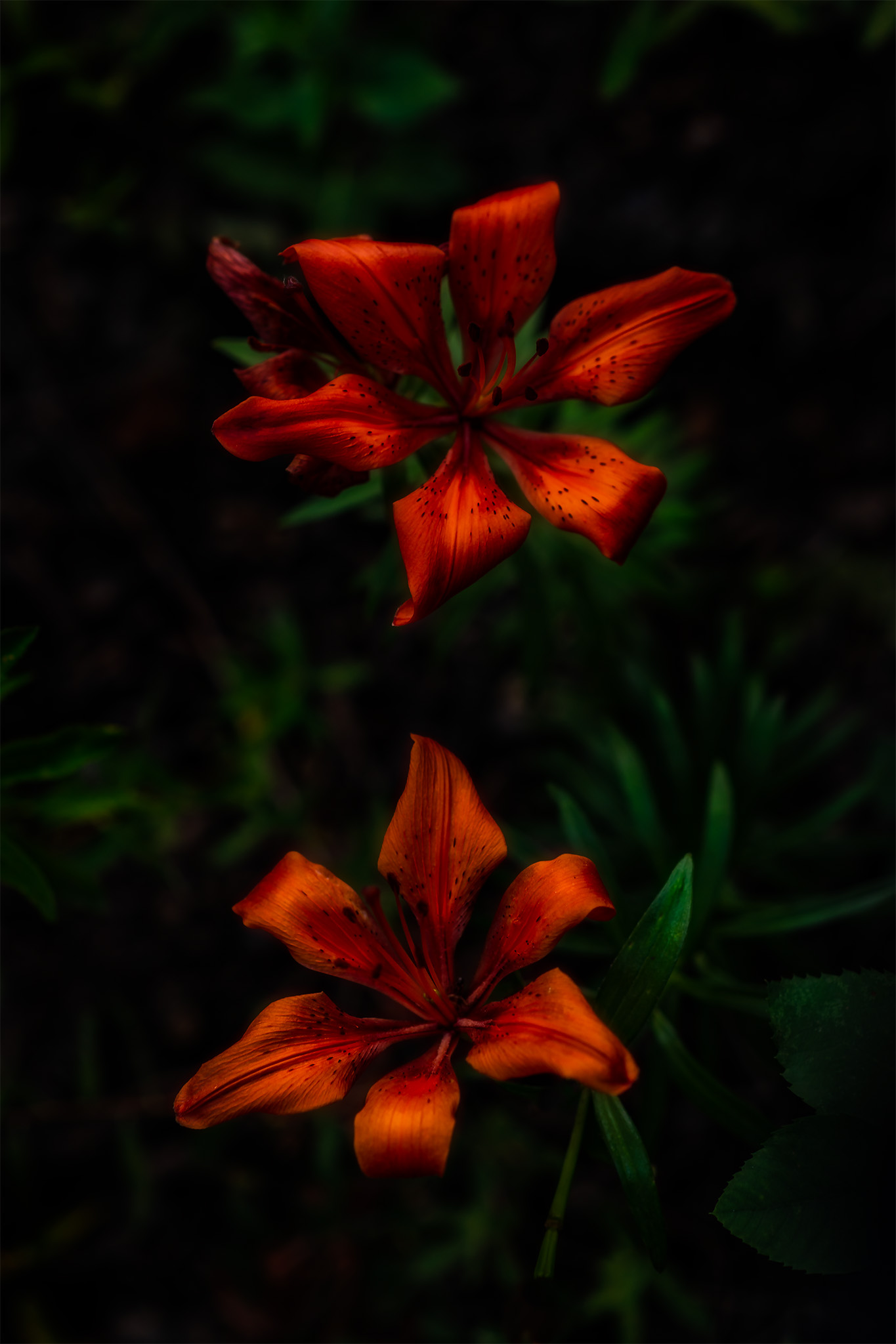An abstract or close up photograph of a pair of tiger or prairie lillies in Saskatchewan