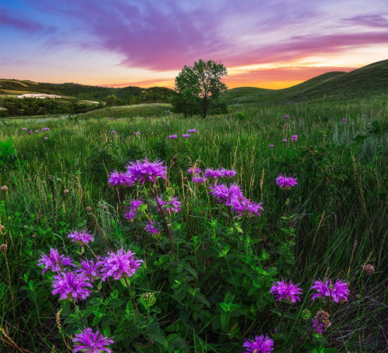 Landscape Photography of a tree on a Saskatchewan hillside with a group of wildflowers in front and a purple sunset behind.