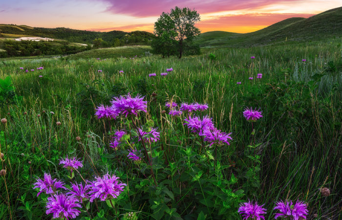 Landscape Photography of a tree on a Saskatchewan hillside with a group of wildflowers in front and a purple sunset behind.