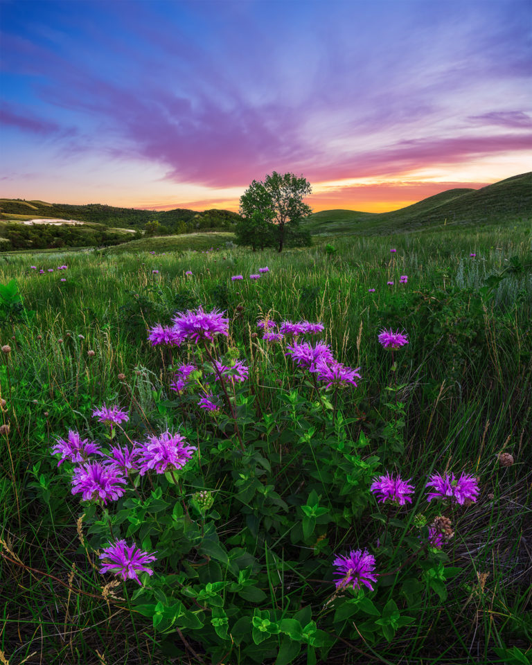 Landscape Photography of a tree on a Saskatchewan hillside with a group of wildflowers in front and a purple sunset behind.