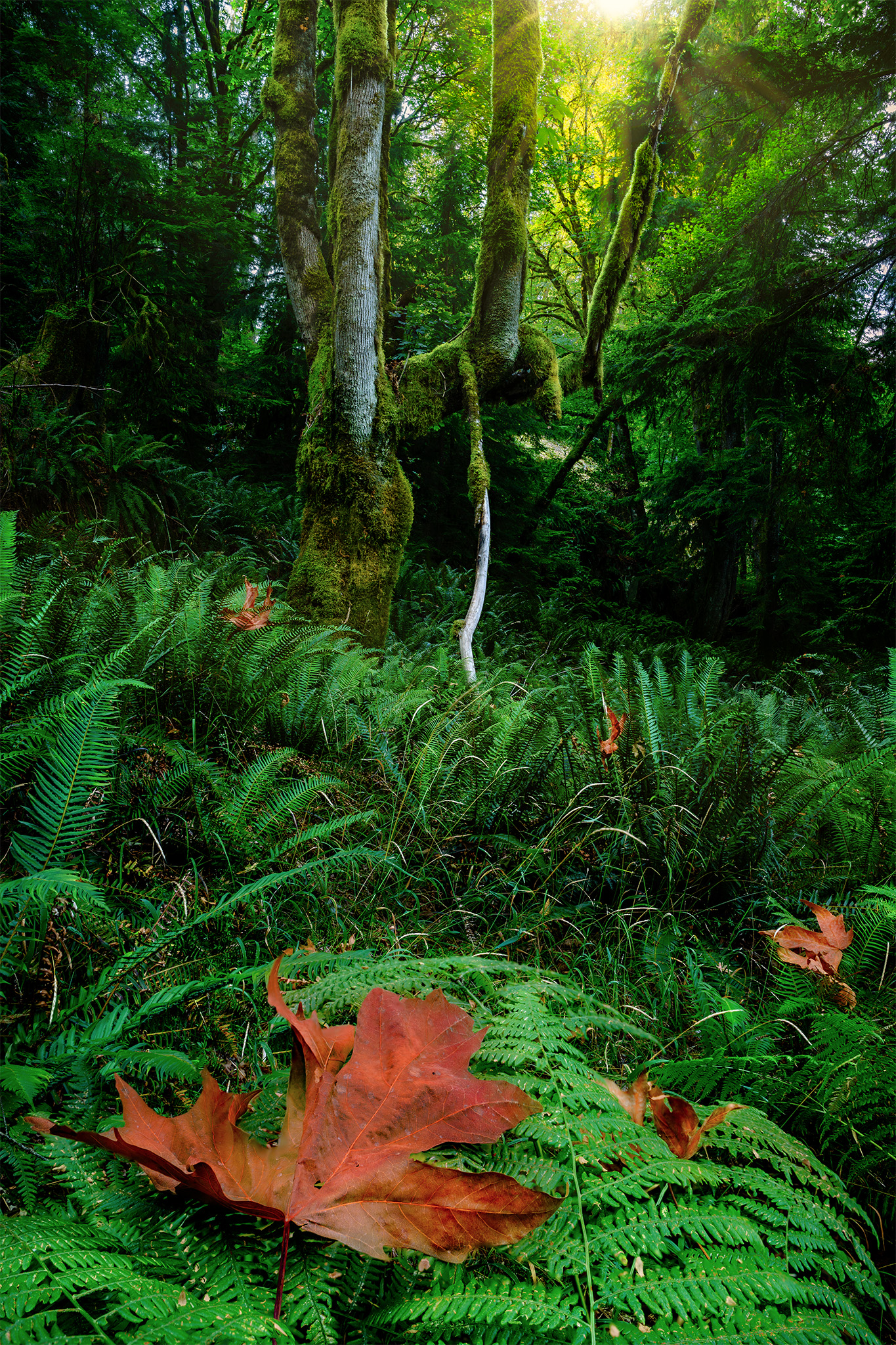 A moss covered maple tree in British Columbia with green ferns and dead leaves in the foreground
