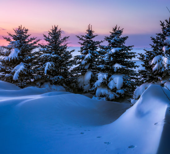 Landscape Photography in Saskatchewan. Snow and evergreen trees with a sunset behind