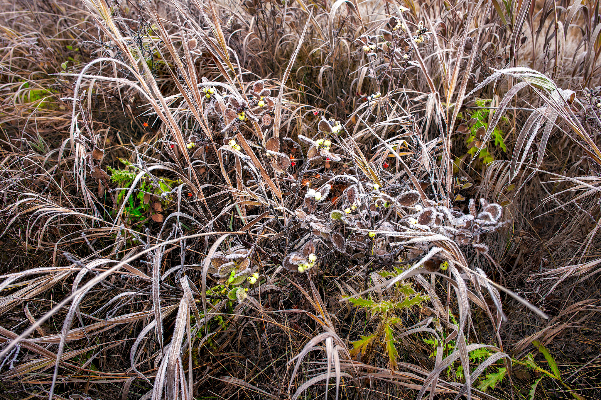 A thin layer of frost covers some berries and Saskatchewan grasses in fall
