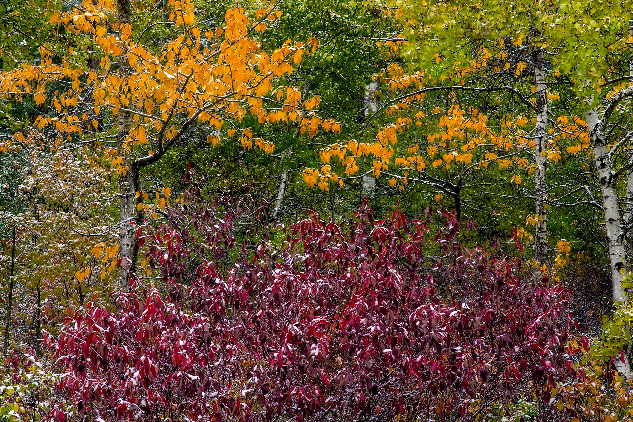 An abstract photograph of all of the fall colours. Red bush in front, yellow trees are mixed in with green ones in the background. Everything is covered in snow