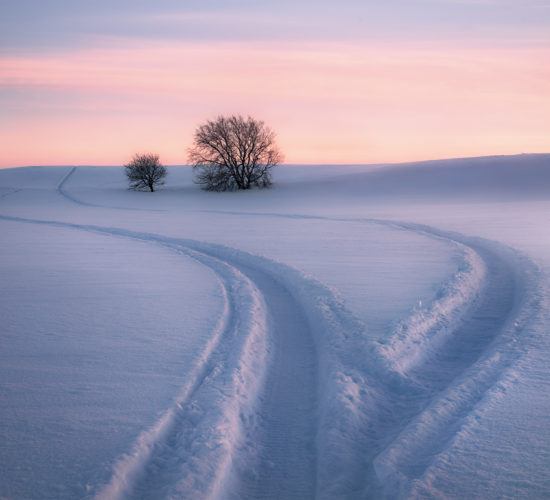 A nature photograph of two trees surrounded by deep snow in Saskatchewan