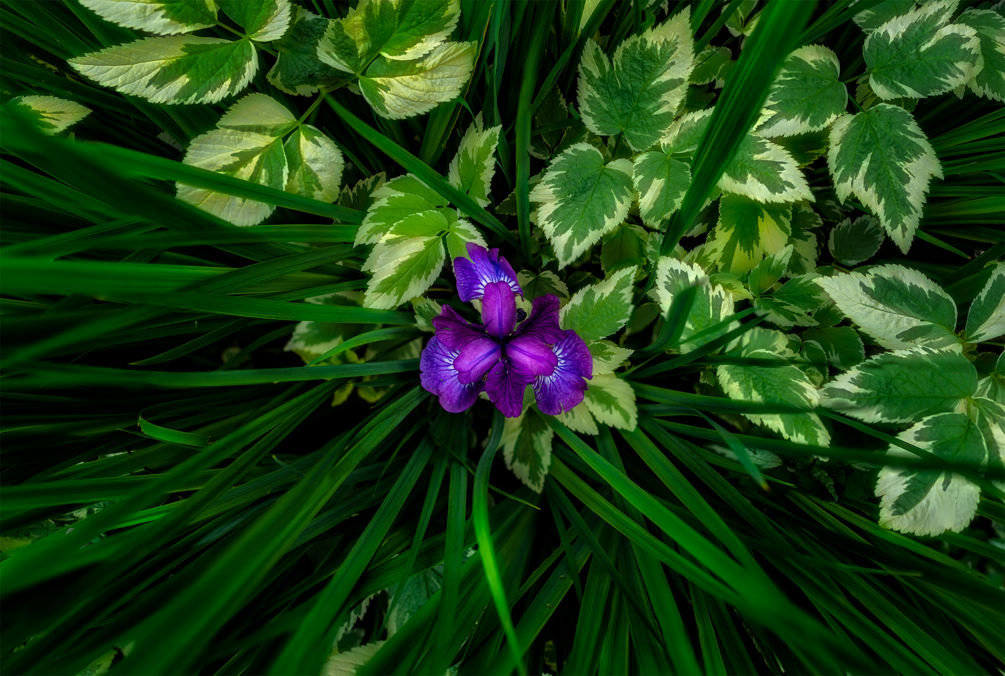 An abstract photograph of a garden flower mixed with grasses and leaves. The flower is alone in the center and the leaves and grasses split down the middle