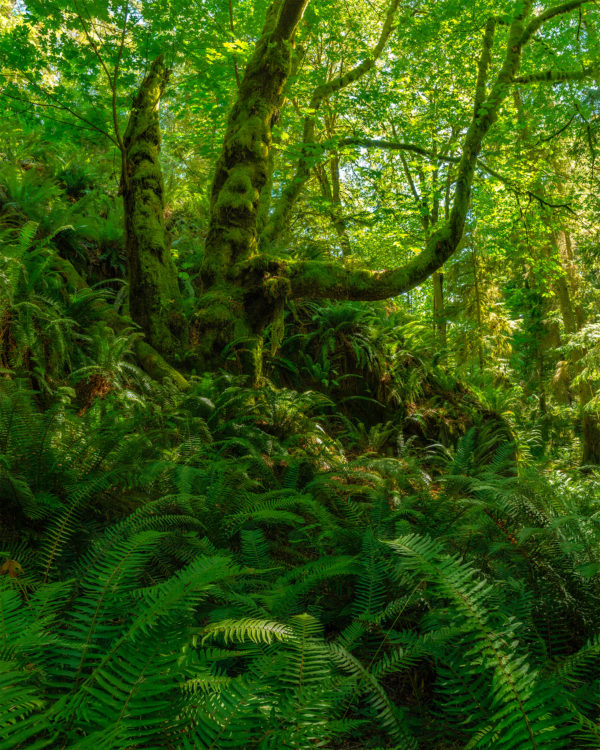 A nature photograph of a tree in the British Columbia rainforest on Gambier Island. Ferns and other foliage are mixed throughout