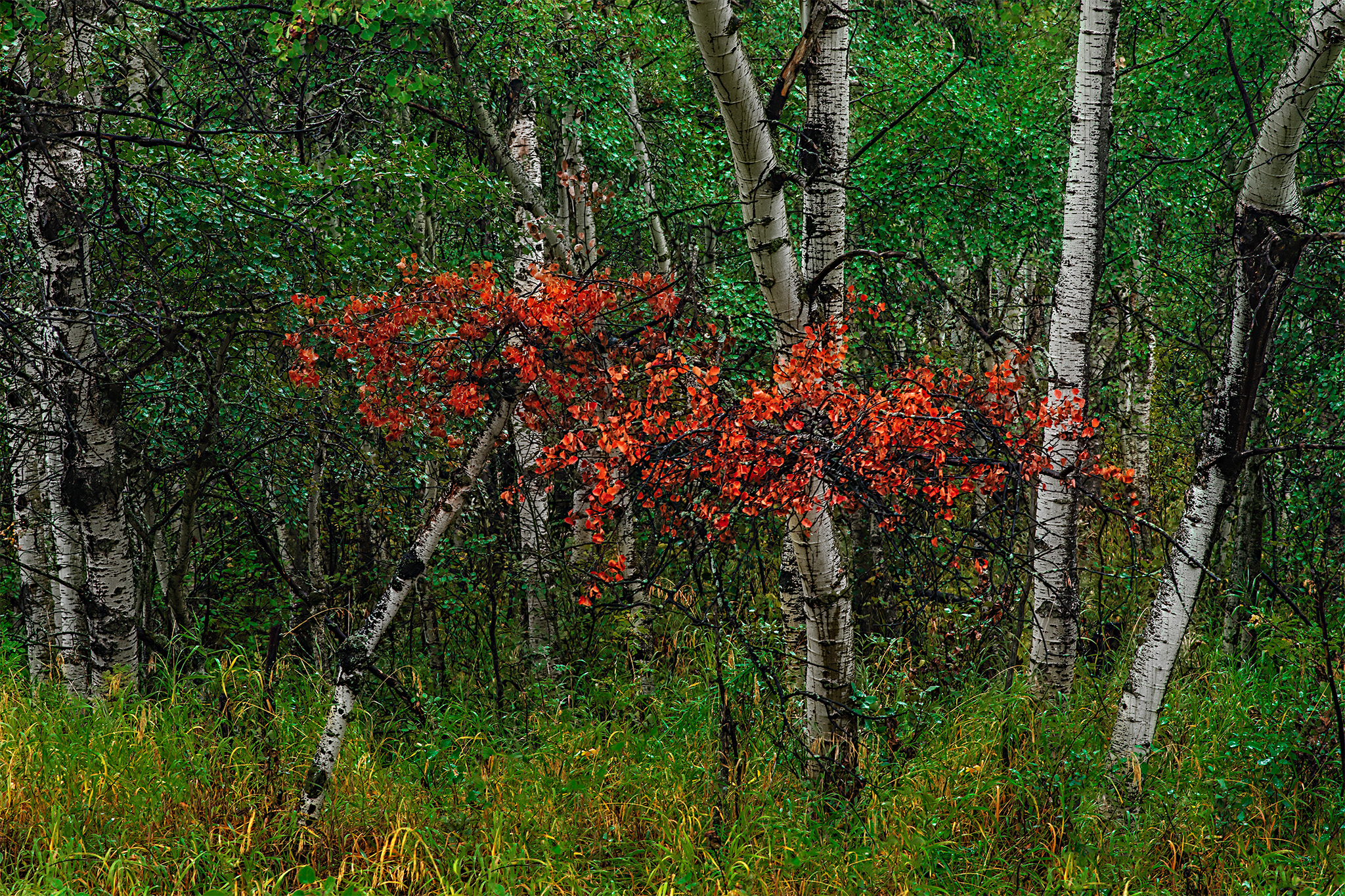 A tree turned red before others in the background