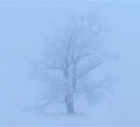 A lone tree enveloped in ice and fog in Saskatchewan
