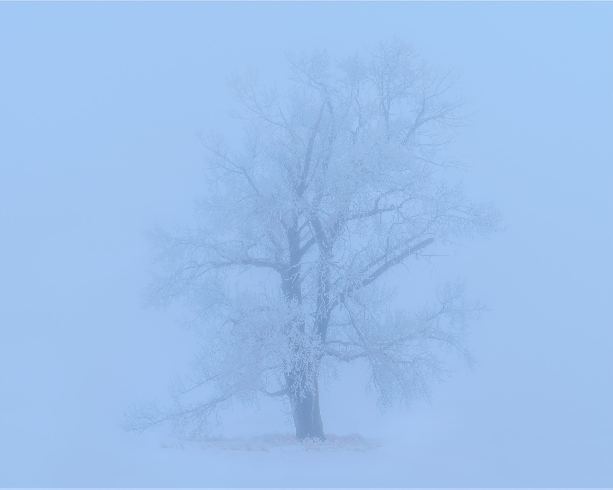 A lone tree enveloped in ice and fog in Saskatchewan