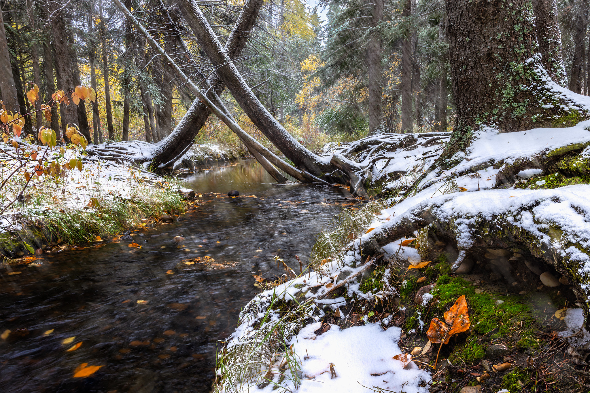 A stream runs through Pine Cree Regional Park, Saskatchewan that leads to a grove of trees.