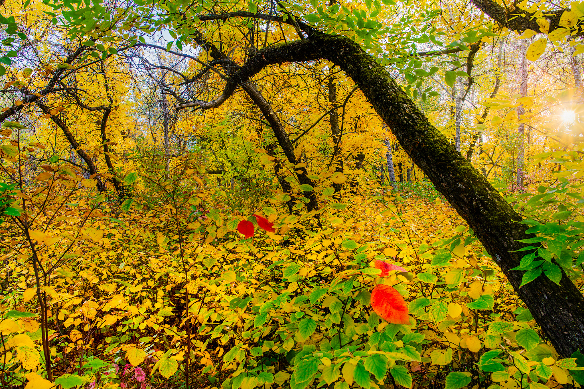 A nature photograph of a group of dark trees in the middle of a sea of golden leaves at Fairy Hill, Saskatchewan