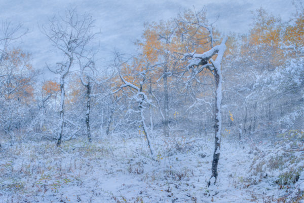 A winter storm in a Saskatchewan woodland called White Butte Trails