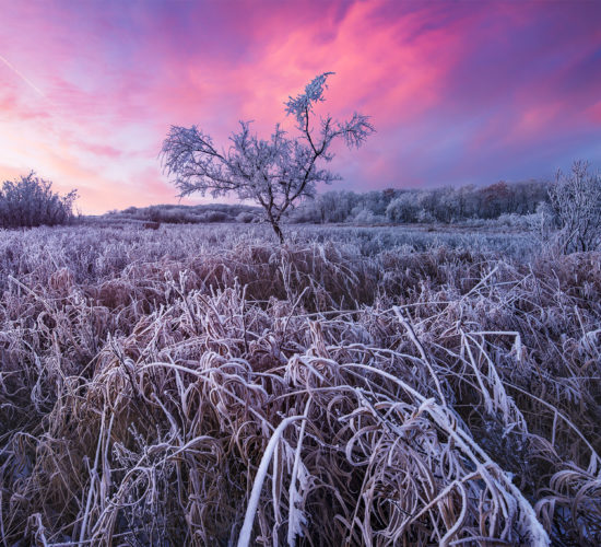 Landscape Photography in Saskatchewan at White Butte Trails. A lone tree covered in frost.