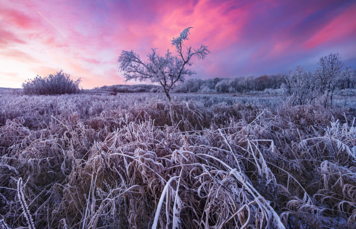 Landscape Photography in Saskatchewan at White Butte Trails. A lone tree covered in frost.