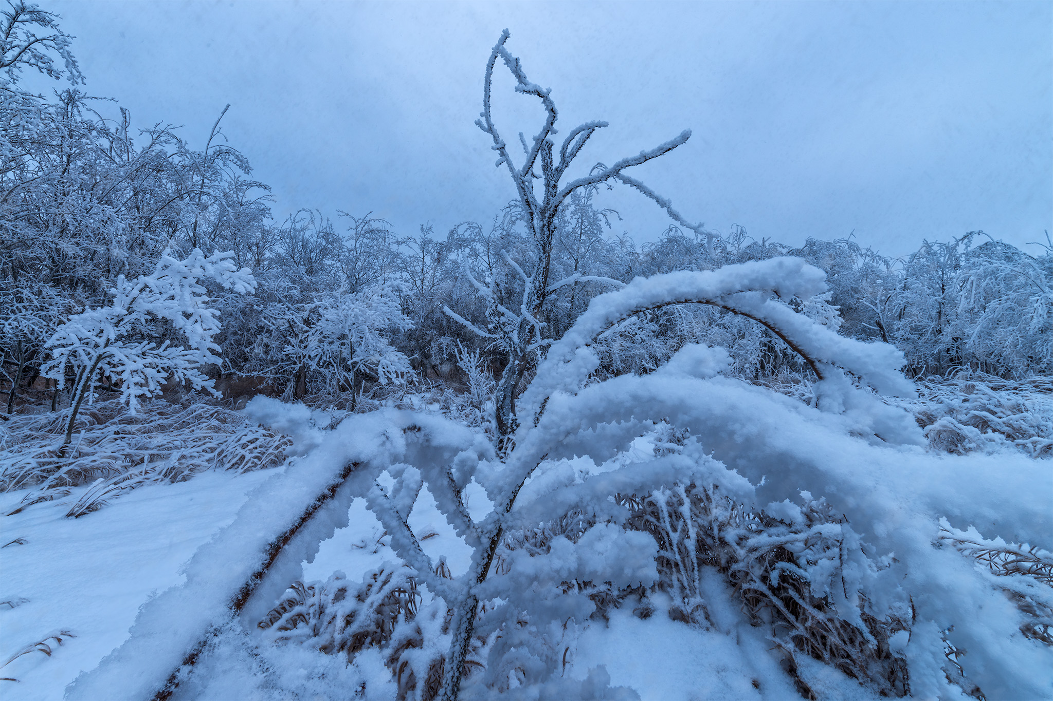 Landscape Photography in White Butte Trails Saskatchewan. Frozen trees under a layer of hoar frost