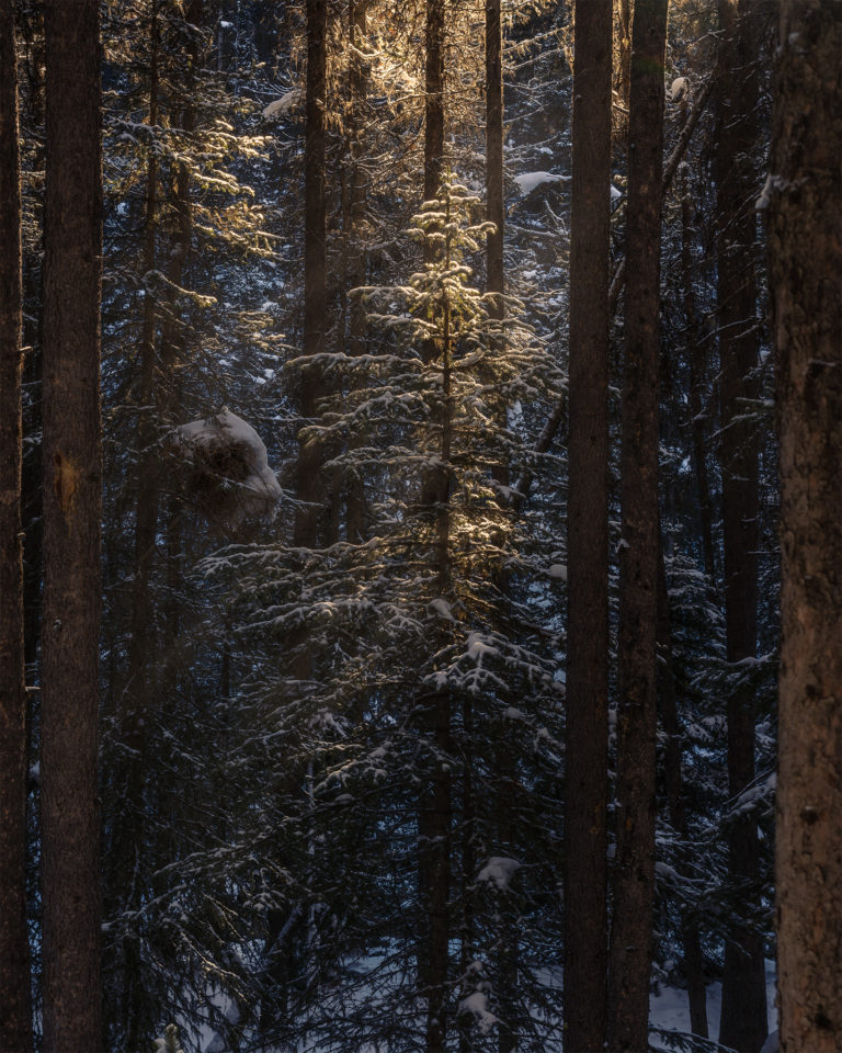 Landscape Photograph of a beam of light invading the forest at Johnston Canyon