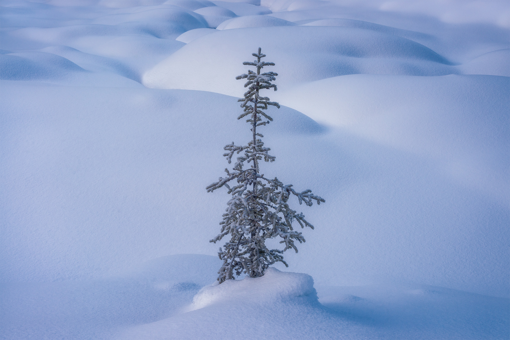 A winter landscape photograph taken in the Canadian Rockies at Yoho National Park