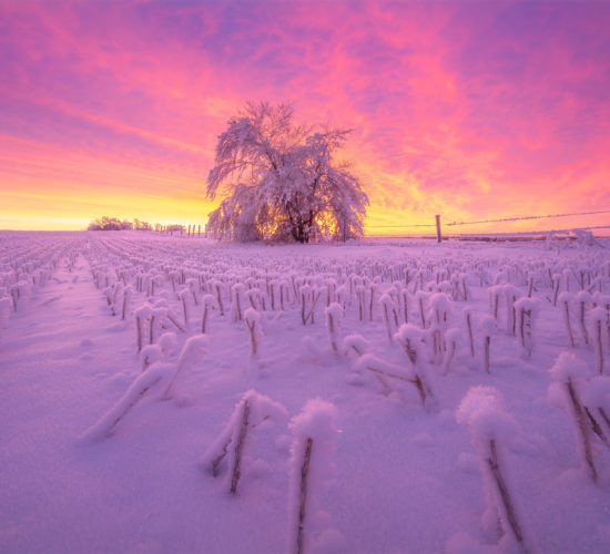 Nature photography of a Saskatchewan sunrise. A burning sky reflects on hoar frost and snow