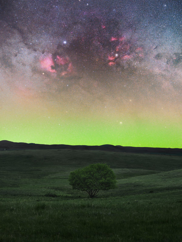 Astrophotography in Saskatchewan. The Cygnus region towers over a lone tree