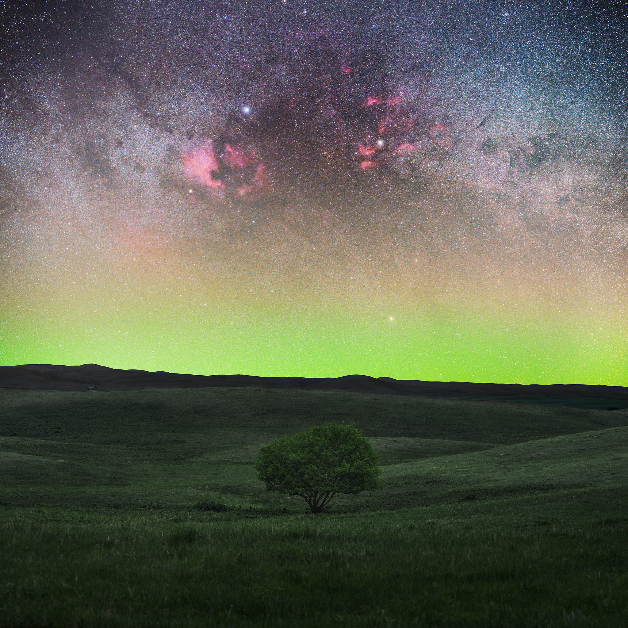 Astrophotography in Saskatchewan. The Cygnus region towers over a lone tree