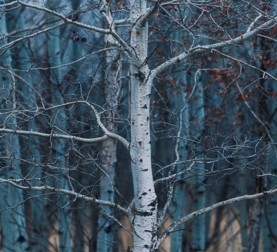 A white tree in soft light backs vertical trees in shade in the Saskatchewan landscape.