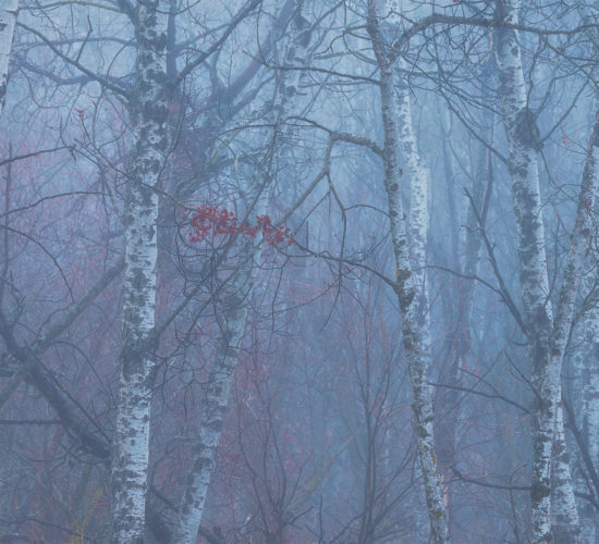 Fog in a Saskatchewan woodland. A group of red leaves is highlighted in the center.