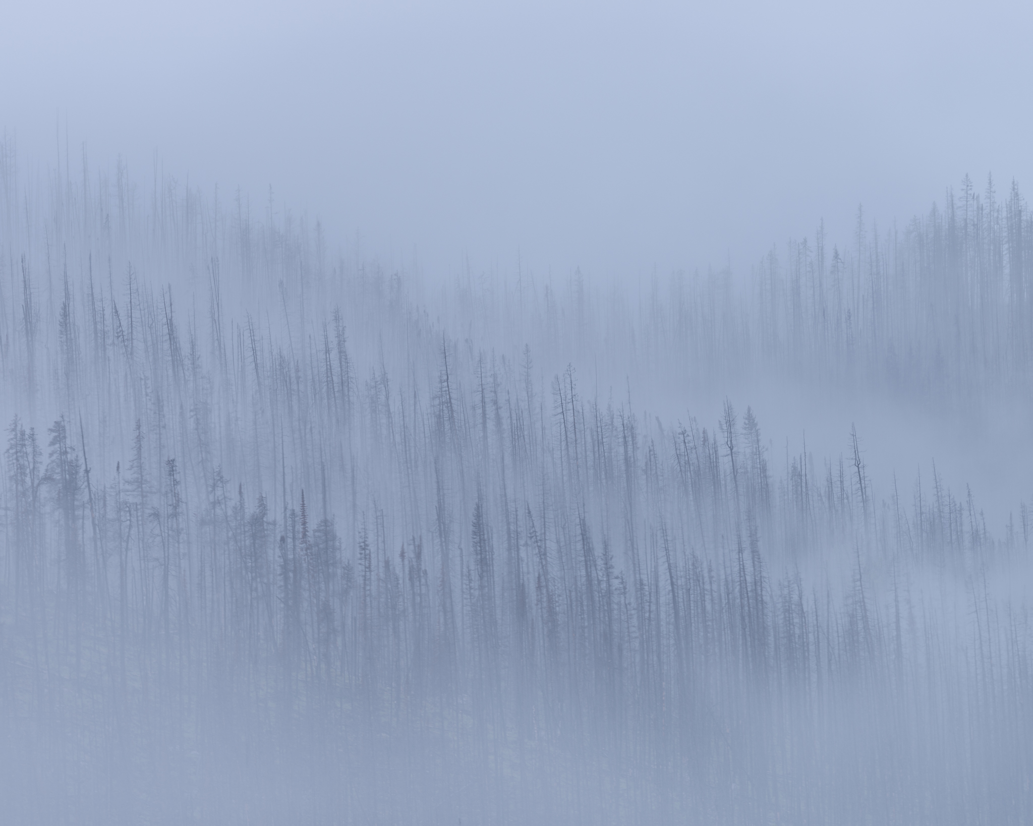 An intimate landscape photograph of burnt mountain forest in Jasper National Park, Alberta in the fog