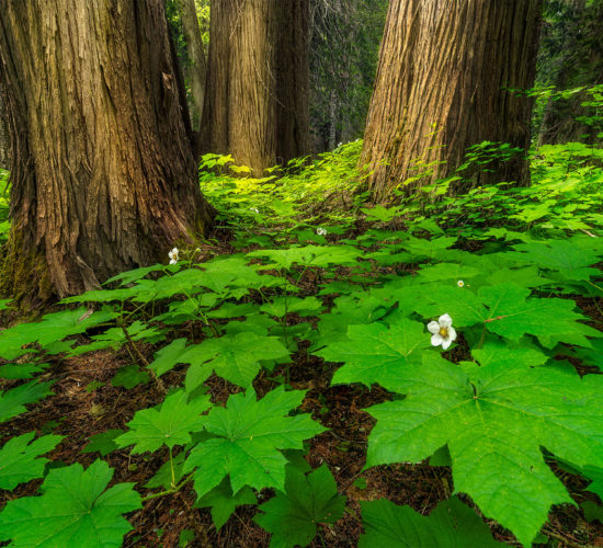 A landscape photograph of old growth forest along the Ancient Cedars Boardwalk near Whistler, British Columbia