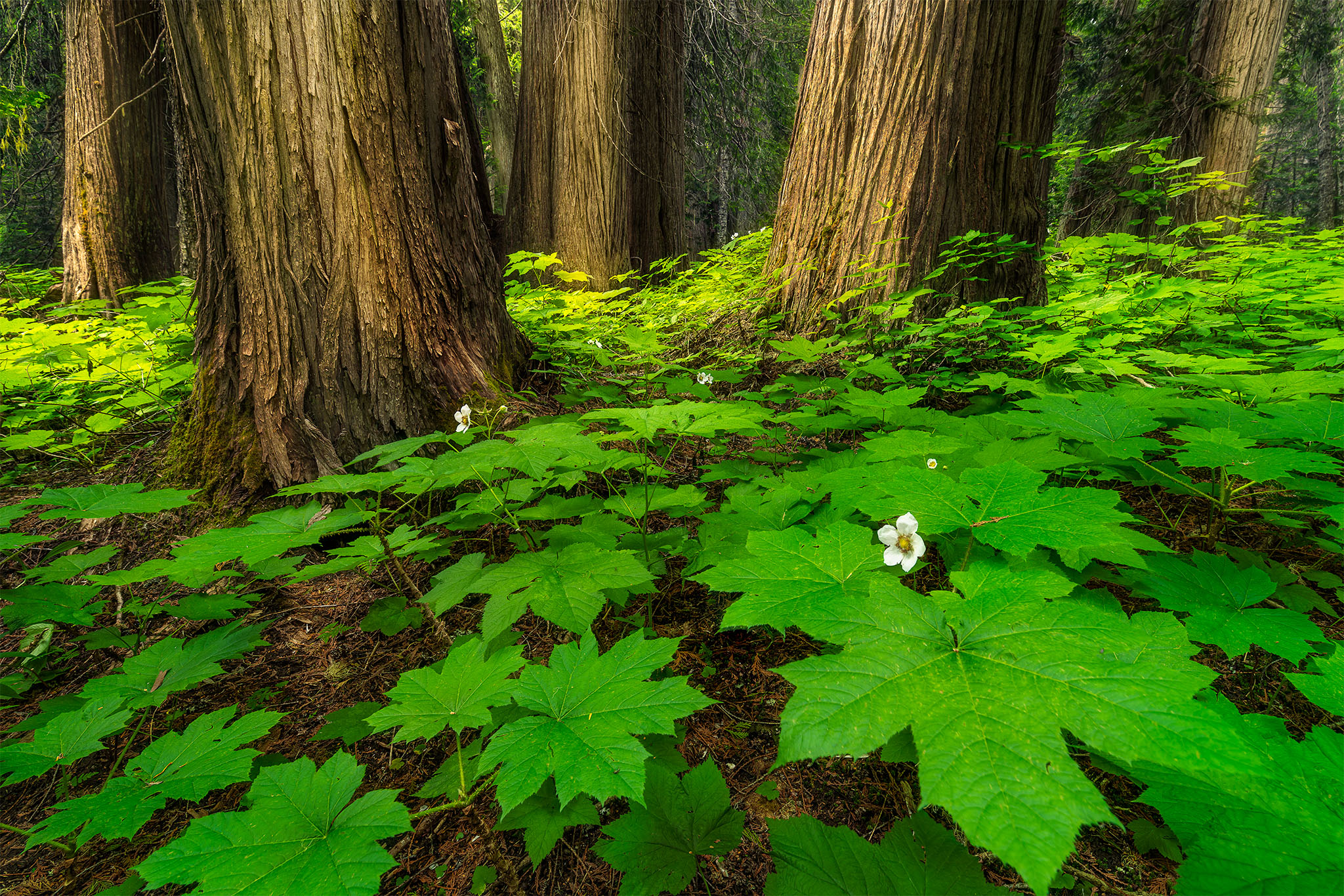 A landscape photograph of old growth forest along the Ancient Cedars Boardwalk near Whistler, British Columbia