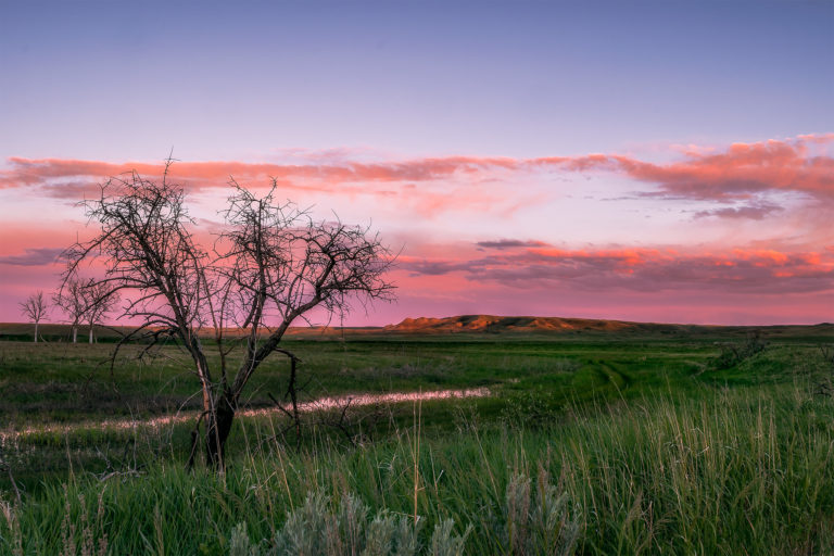 Sunset in with a dead tree in front
