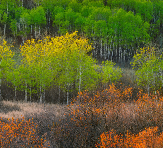 Nature photography of a Saskatchewan valley full of aspen trees with fresh spring greens