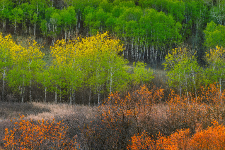 Nature photography of a Saskatchewan valley full of aspen trees with fresh spring greens