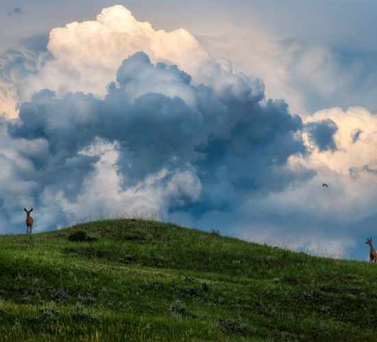 This nature photograph is of two mule deer on a Saskatchewan hillside with a thunderhead building behind from a Saskatchewan storm