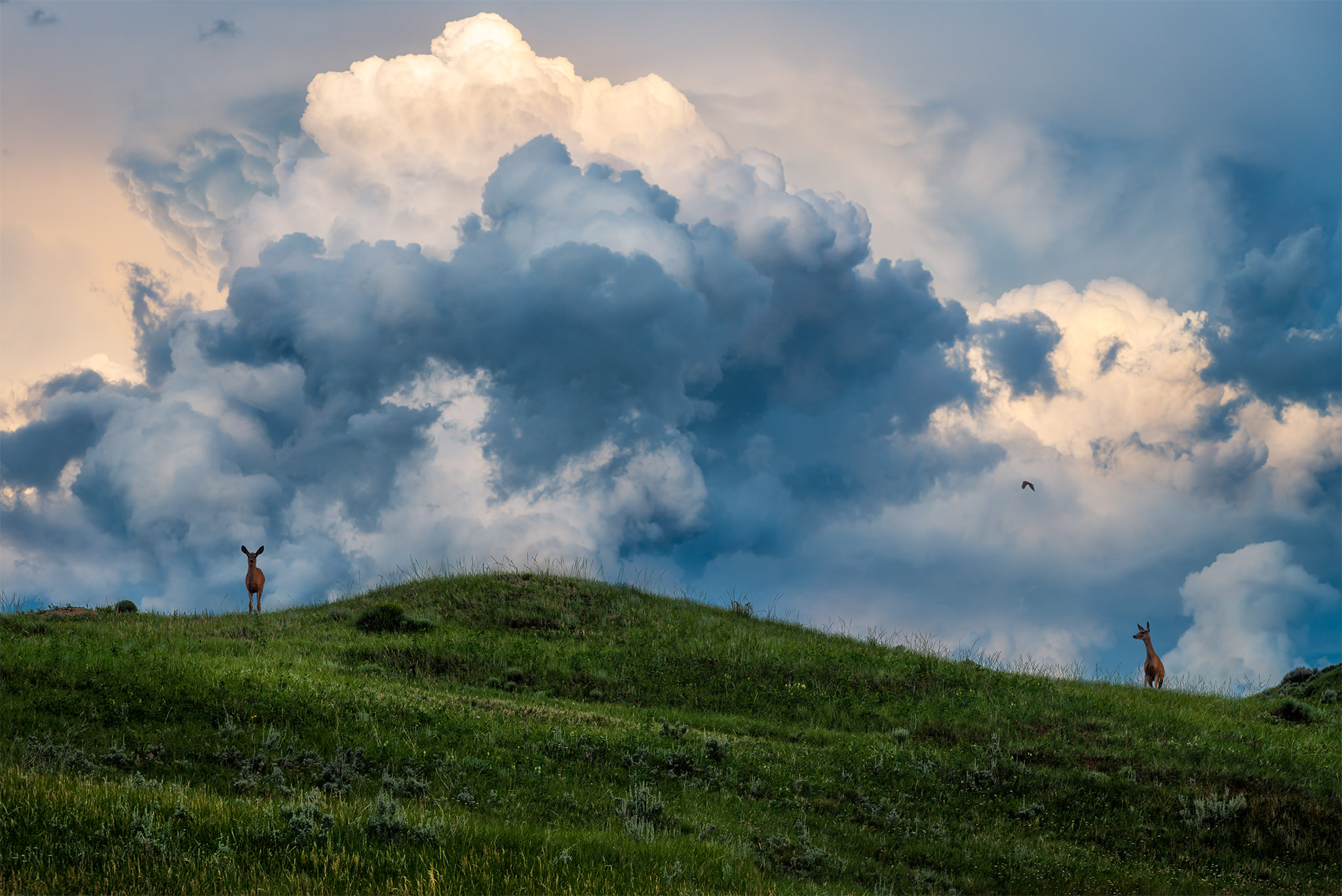 This nature photograph is of two mule deer on a Saskatchewan hillside with a thunderhead building behind from a Saskatchewan storm