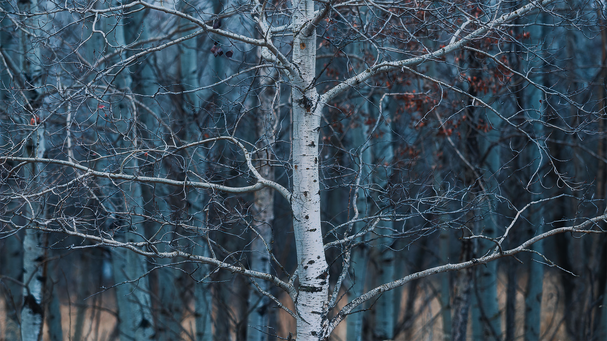 An intimate landscape photograph white tree in soft light backs vertical trees in shade in the Saskatchewan landscape.
