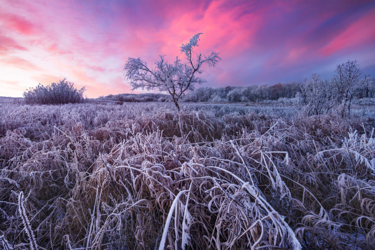 White Butte Deer Landscape Photography in Saskatchewan at White Butte Trails. A lone tree covered in frost.