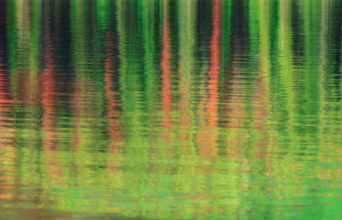 An intimate landscape photo of a reflection of pine trees in Jasper National Park