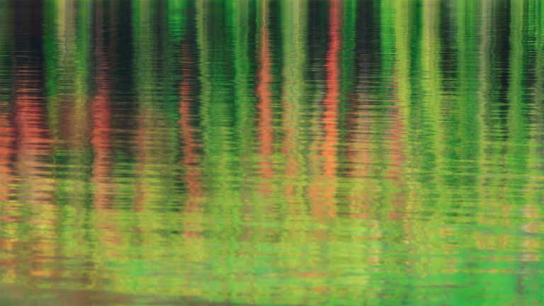 An intimate landscape photo of a reflection of pine trees in Jasper National Park