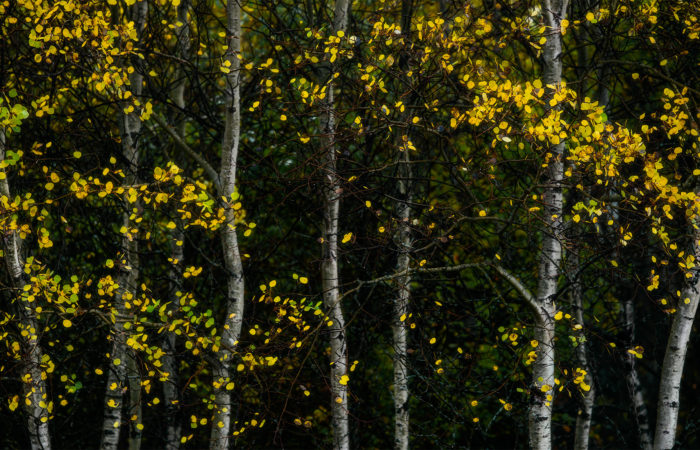 An abstract photograph of autumn leaves set in front of aspen tree trunks in White Butte Trails, Saskatchewan
