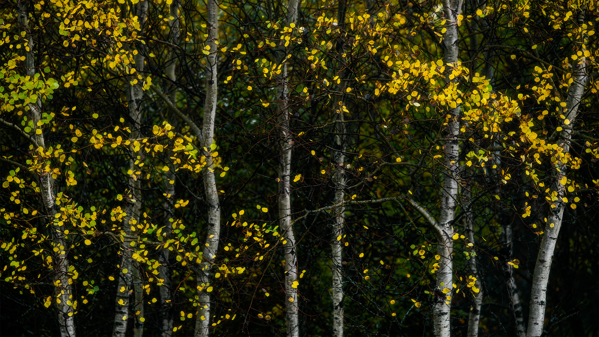 An abstract photograph of autumn leaves set in front of aspen tree trunks in White Butte Trails, Saskatchewan