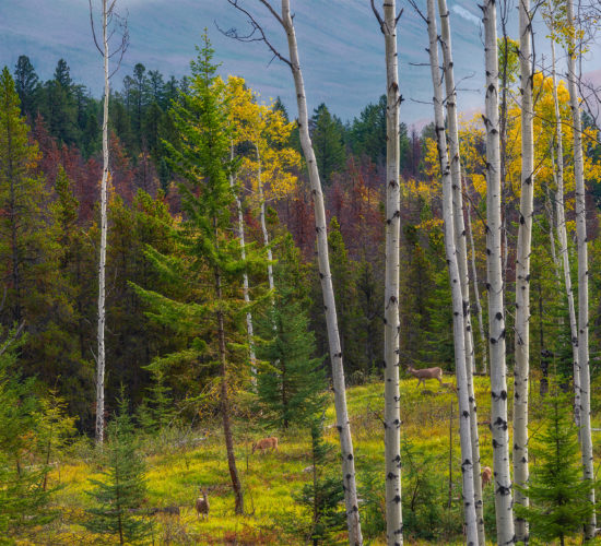 A nature photograph taken in Jasper National Park of aspen trees in autumn colour with light hitting a lone conifer in the background. 4 deer wander through the landscape